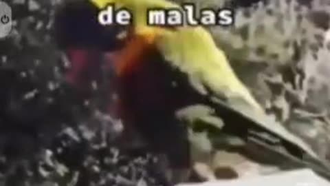 funny video bird dancing