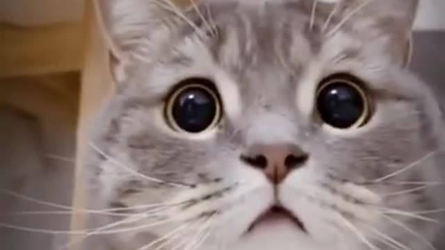 Cute cat fears in a amazing way when someone was catching it's movement