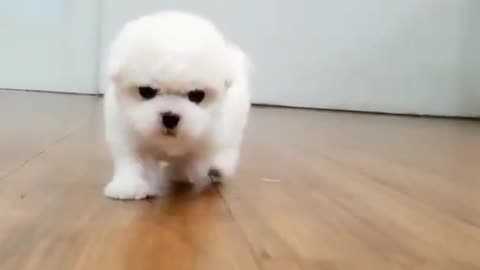 cute little walker mini bichon - Teacup puppies KimsKennelUS