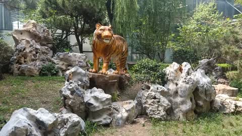 A tiger is hiding in the woods