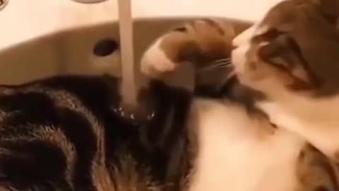 Cat 🐈 playing videos