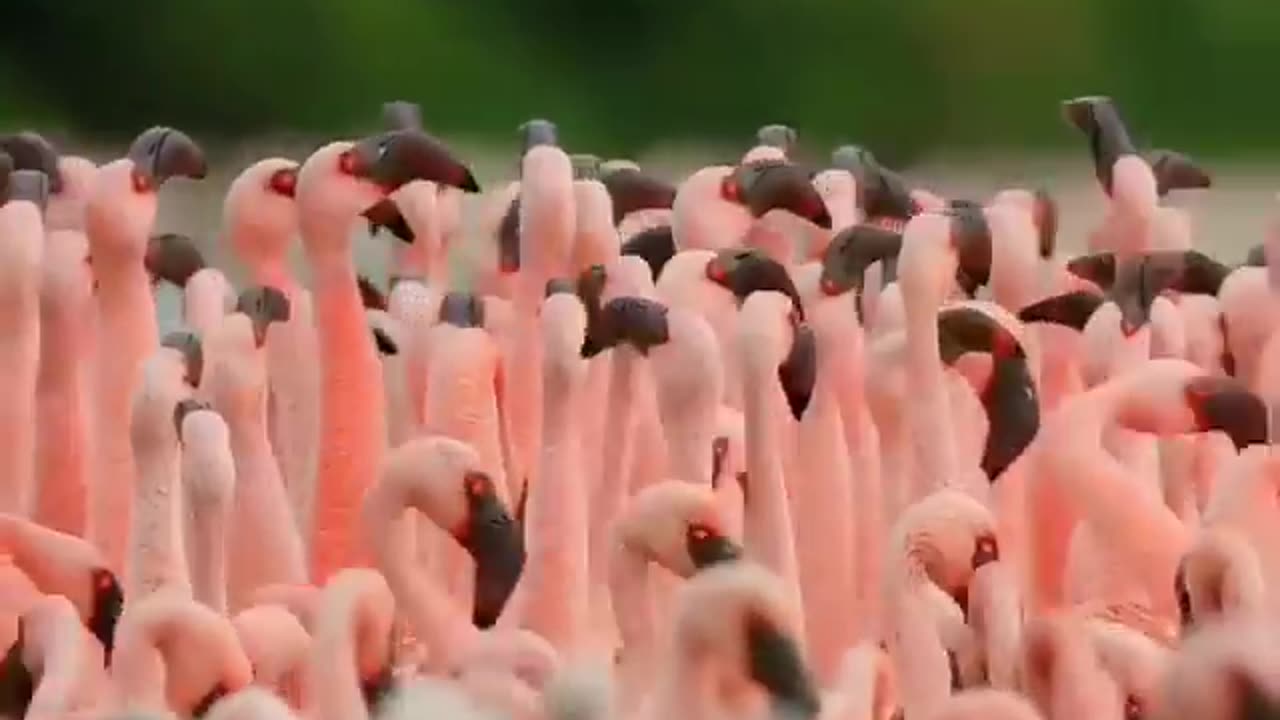 Wildlife in closer view with a natural perspective.