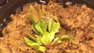 Venus Flytrap in Action