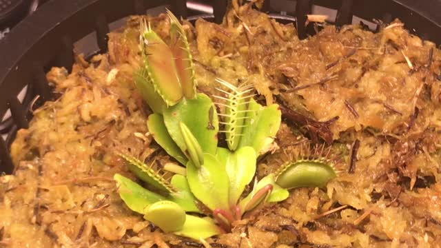 Venus Flytrap in Action