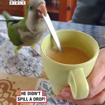 Silly bird passionately clinks coffee mug 😂