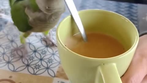 Silly bird passionately clinks coffee mug 😂