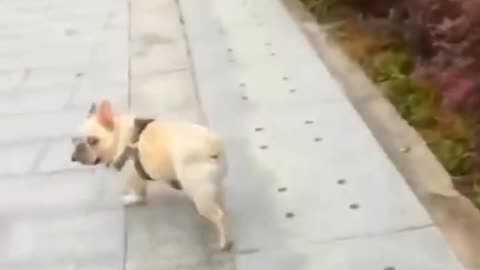 🤣😹 wait till the end 🤣 Funny animal videos. 😹🤣