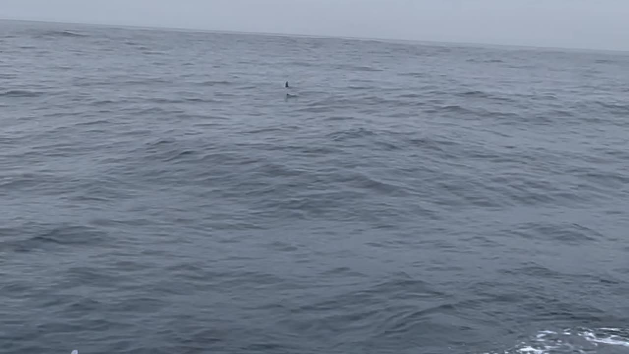 Porpoise Encounter Was Not On Purpose