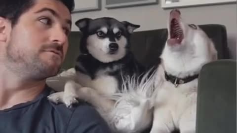 Bark at your dog to see their reaction.