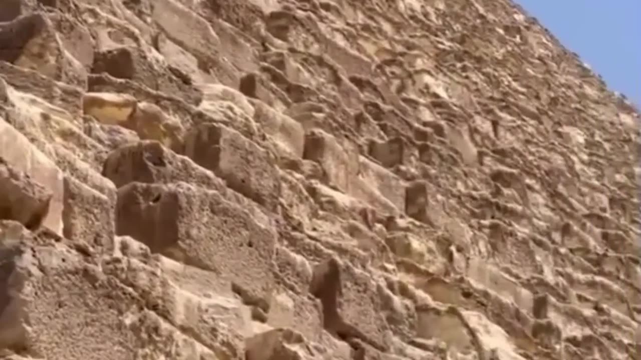 Dog on the pyramids