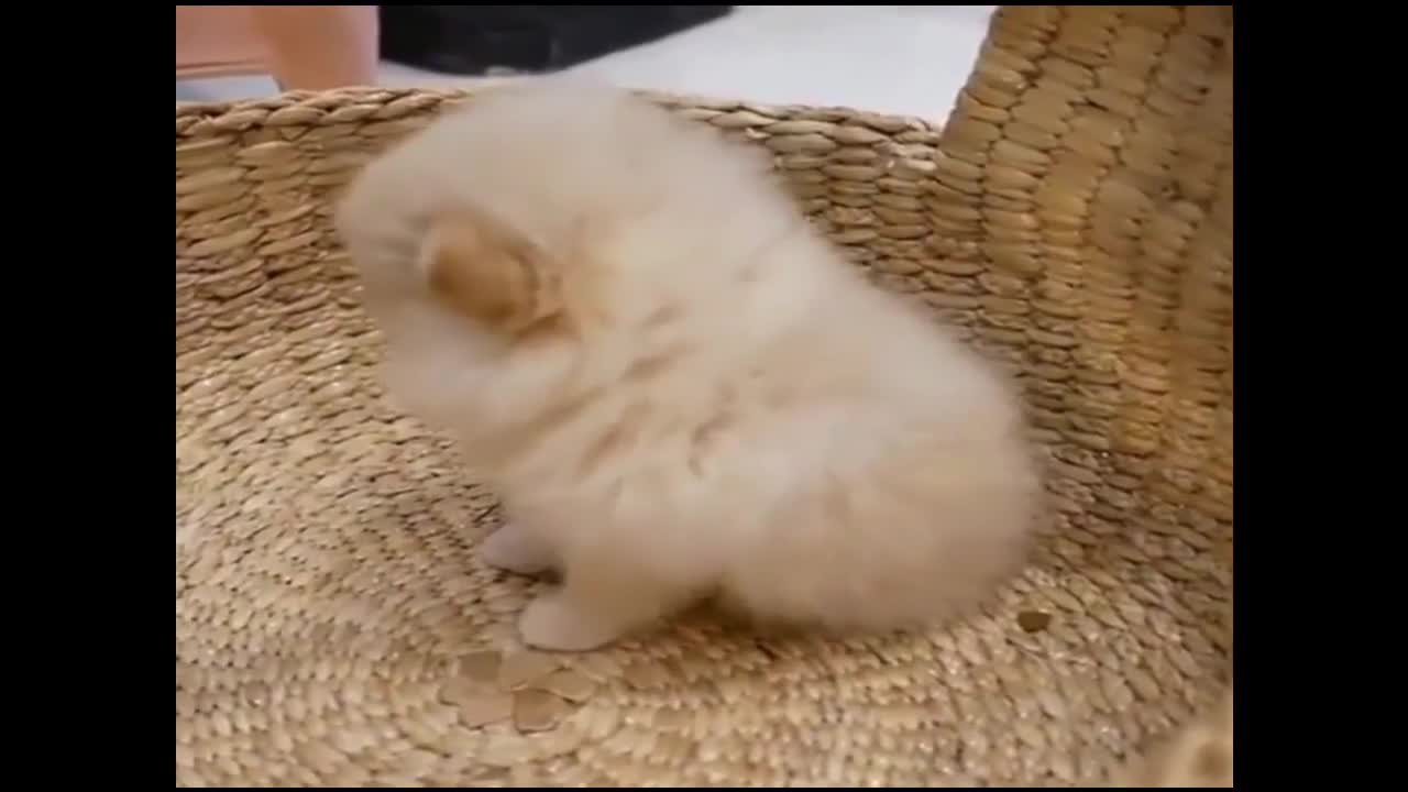 Funny & Cute puppy Compilation