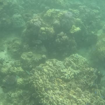 Snorkeling Adventures Philippines. Some really nice corals are forming!!