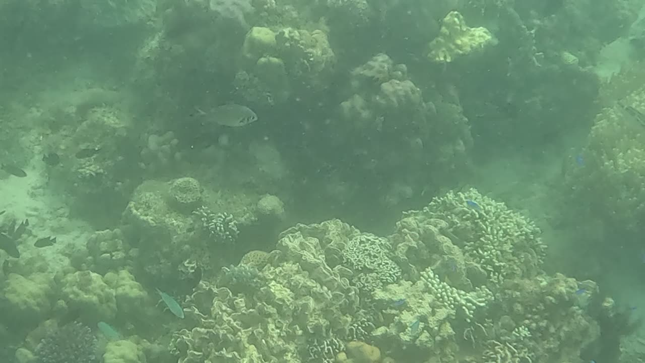 Snorkeling Adventures Philippines. Some really nice corals are forming!!