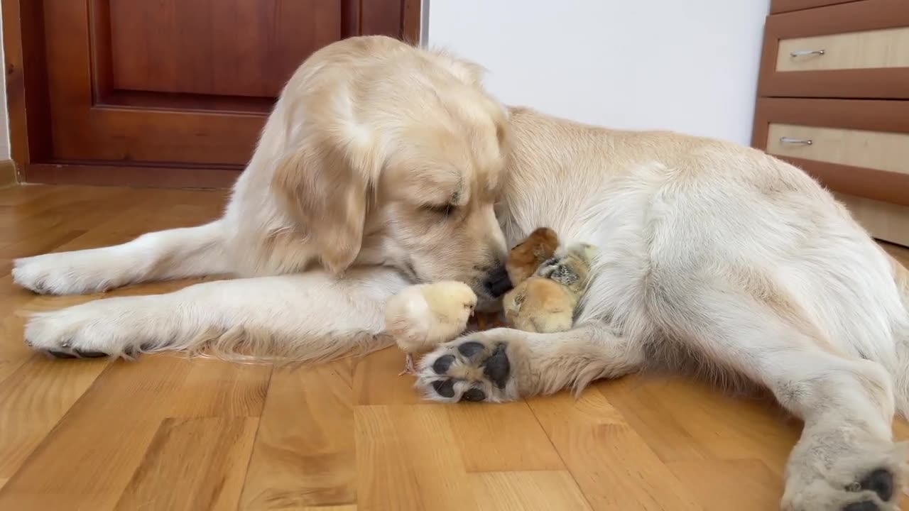 Cute Baby Chicks think the Golden Retriever is their Mom