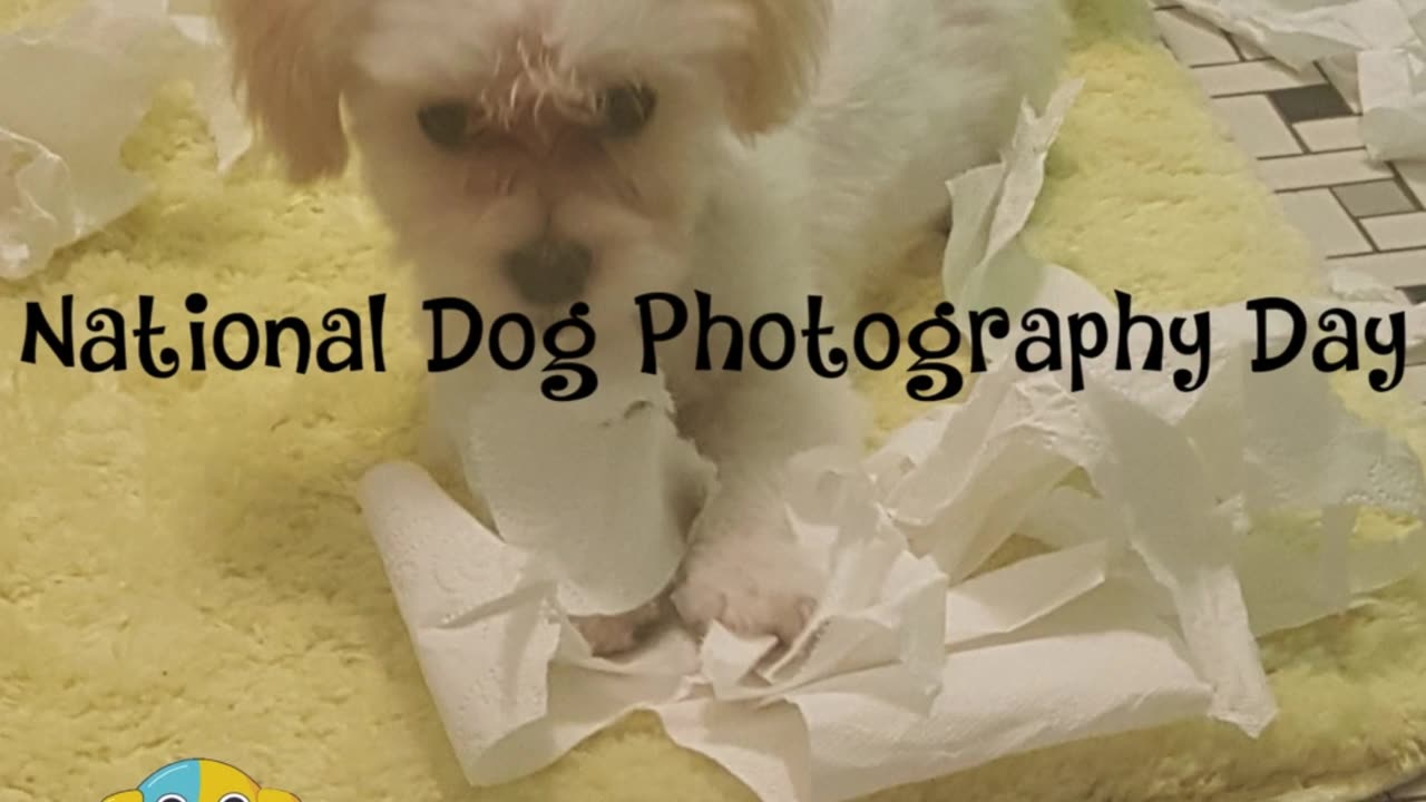 National Dog Photography Day