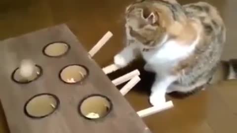 Toy or an elaborate catprank ?