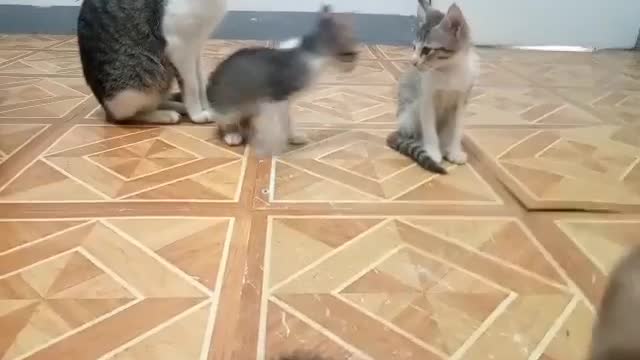 My 3 kittens played with Kissy