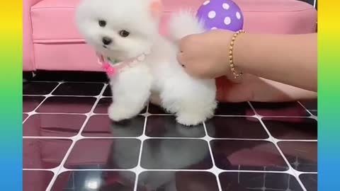 Baby dog cute and funny dog video