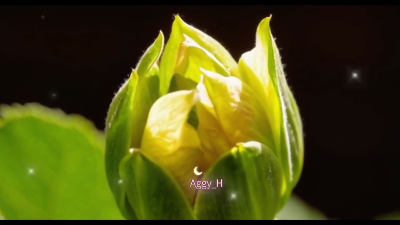 Stunning TimeLapse Video for Blooming Flowers, Witness the Magic of Nature Unfold#flower#beautiful