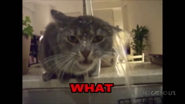 Cat Has A Drinking Problem.