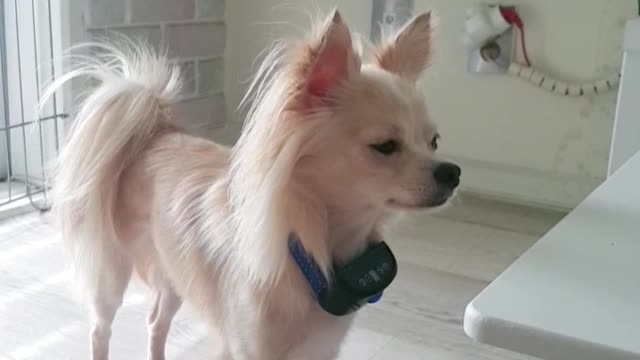 Puppy asking for a snack on the table