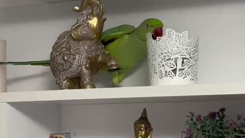 Annoying Ring Neck Green Parrot Playing Around And Destroying Stuff
