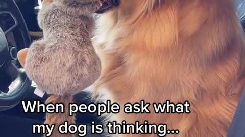 My dog