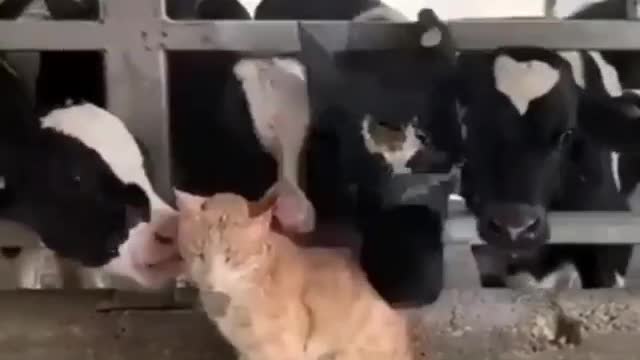 The most beautiful shot of cows rushing to joy with a cat