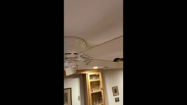 Parrot whistles and dances on moving ceiling fan