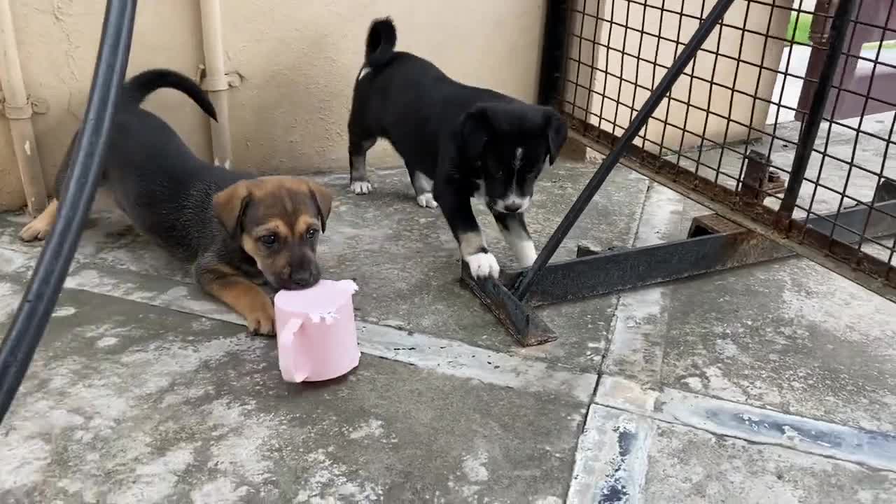 Puppies playing