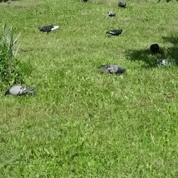 Pigeons in the park enjoy.