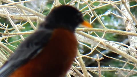 Robin