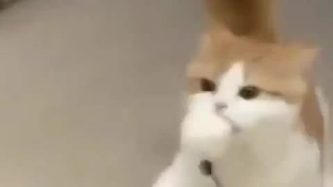 Funny and Cute kitten,s 🥰❤️ 🐈🐾#shorts #kittens #cat #cute