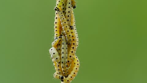 caterpillar become a butterfly must watch