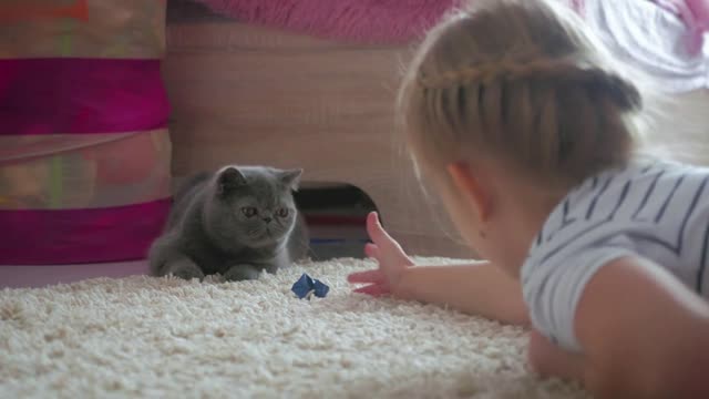 The pretty girl plays with a gray cat at home. Exotic shorthair cat