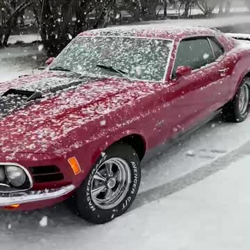 Rare photo of Texas Mustang