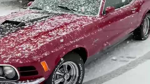Rare photo of Texas Mustang