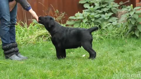 Dog show retaining the amazing video