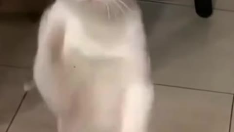 fighter cate and gym
