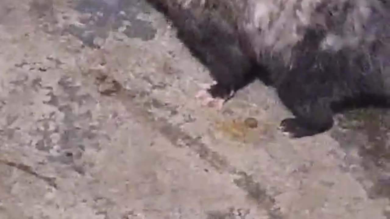 He got all the food