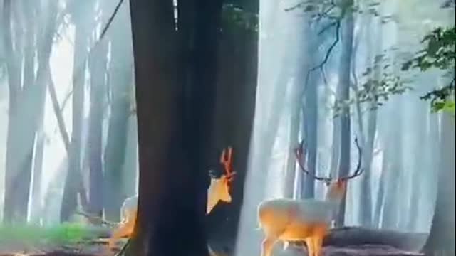 deer in the forest