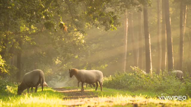 beautiful nature scenery