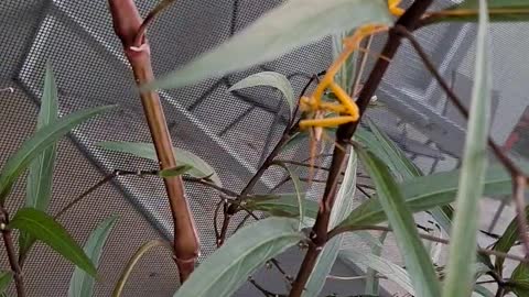 Praying mantis eats grasshopper