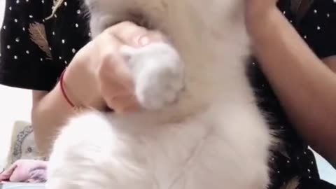 Little white cat dancing
