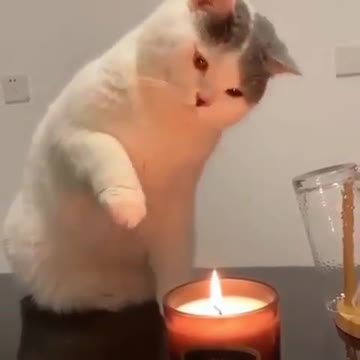 First time cute cat experience with candles