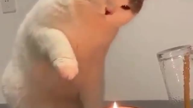 First time cute cat experience with candles