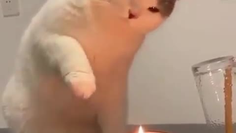 First time cute cat experience with candles