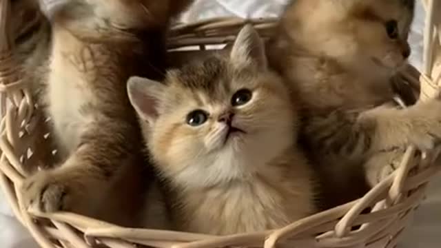 Funny Cat´s singing for the childrens