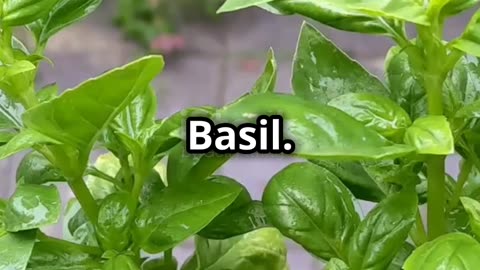 Top 5 Spices You Can Grow at Home AI Video