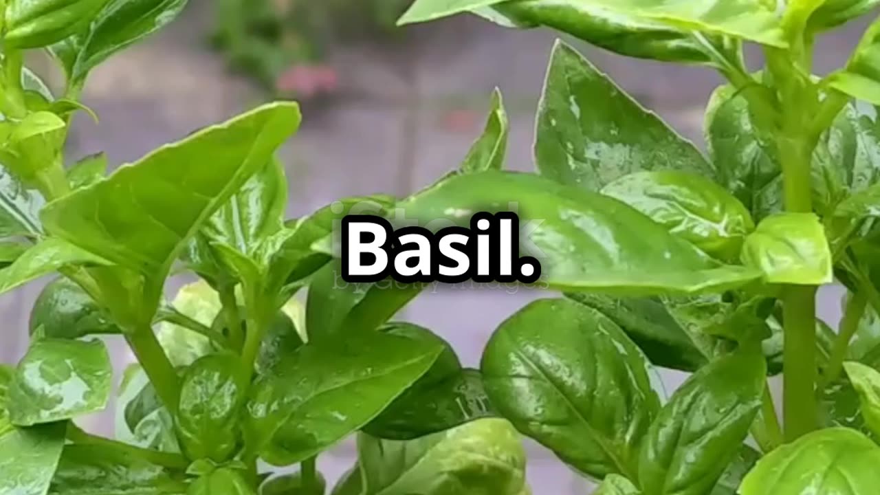 Top 5 Spices You Can Grow at Home AI Video